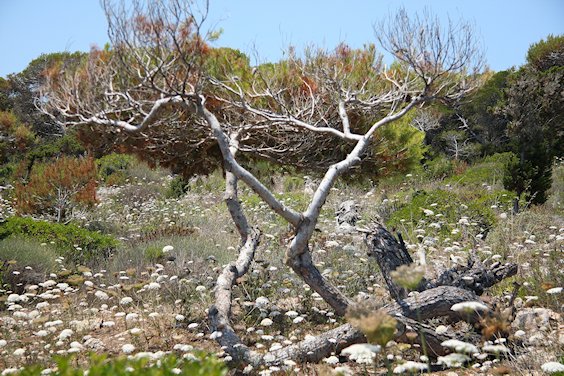 verbogener Baum